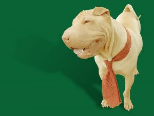 Dog work Shar Pei day about Pets Recreation